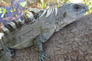 Utile schipobasta iguana Utile schipobasta iguana